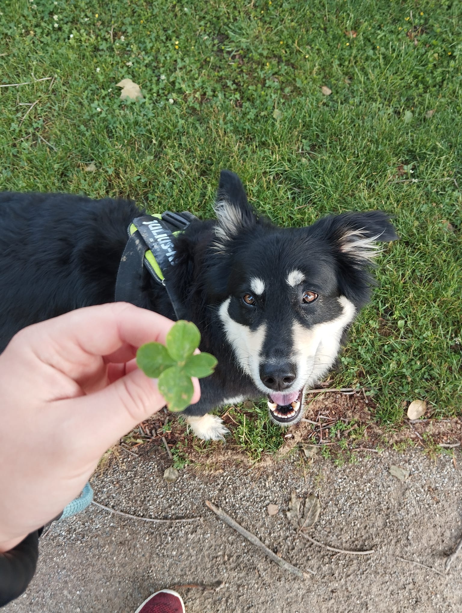 Kipo, mon chien compagnon